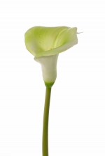 Calla lelie (Zantedeschia) 73 cm